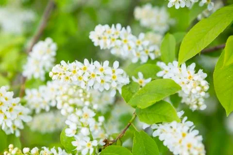 Branches of bird cherries horizontal Stock Photos