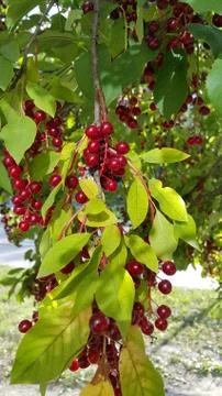 Branches of bird cherry Stock Photos