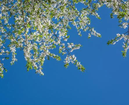 Branches of bird cherry in spring against the sky Stock Photos