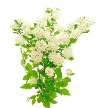 Branches of bird-cherry tree Stock Photos