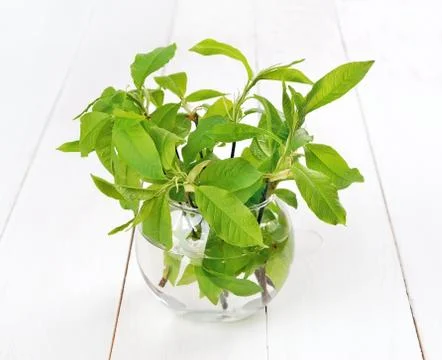 Branches of bird cherry tree in vase Stock Photos