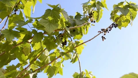 Branches of black currant with ripe fruit blowing in the wind. Stock Footage 138049226