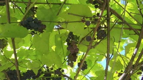 Branches with black grapes on a background of green leaves 스톡 동영상 146718637