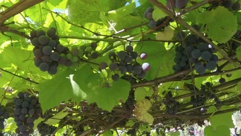 Branches with black grapes on background of green leaves Stock Footage 147848369