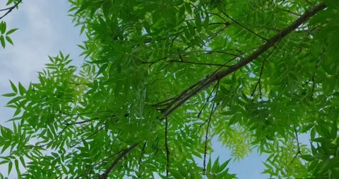 Branches of a black walnut Stock Footage 227002178