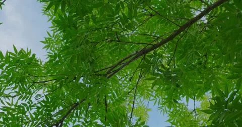 Branches of a black walnut Stock Footage 227002721