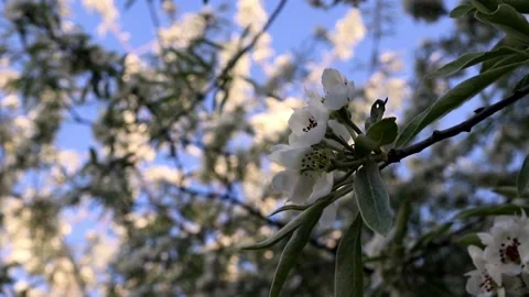 Branches of a bloom pear tree swaying in the wind. Stock Footage 201295828