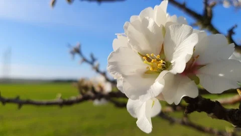 Branches of blooming almond tree with white flowers on the foreground. Stock Footage 125624745