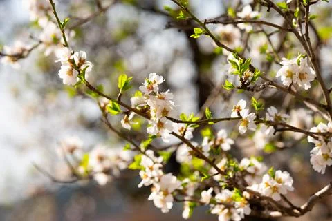 Branches of blooming almonds Stock Photos