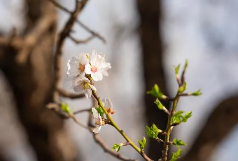 Branches of blooming almonds. Foto stock