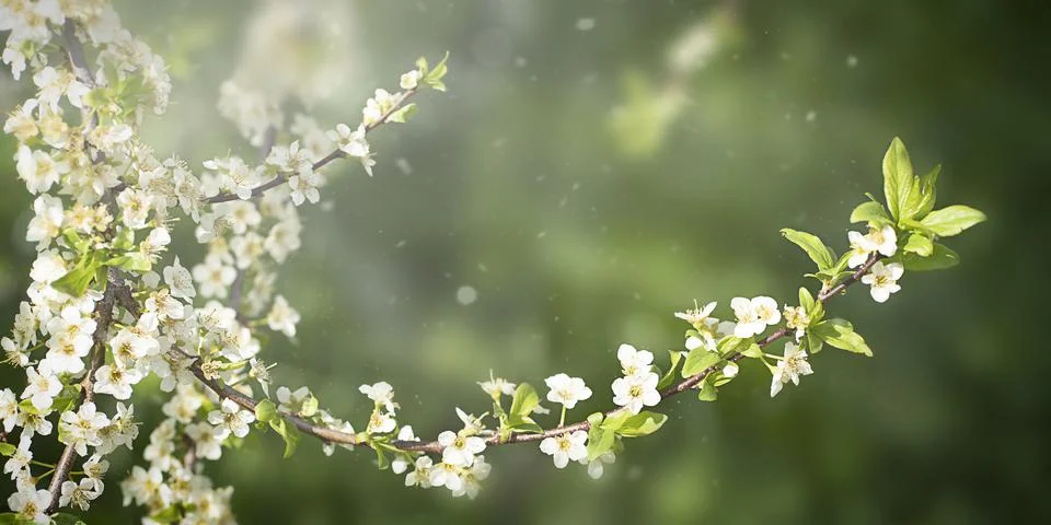 Branches of a blooming Apple Cherry tree, white buds as a symbol of spring Stock Photos