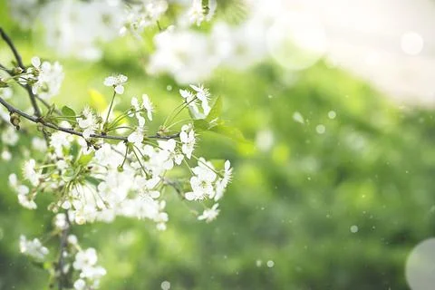 Branches of a blooming Apple Cherry tree, white buds as a symbol of spring Foto stock