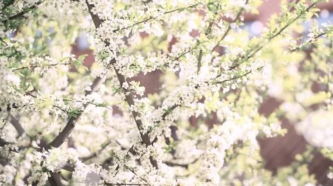 Branches of a blooming Apple Cherry tree, white buds as a symbol of spring Stock-Fotos
