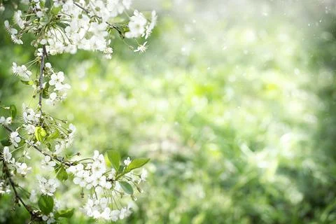 Branches of a blooming Apple Cherry tree, white buds as a symbol of spring Stock Photos