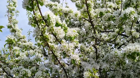 Branches of a blooming apple tree against a blue sky Stock Footage 194188940