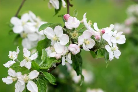 Branches of a blooming apple tree in an apple orchard. Moldova, spring 2019. Stock Photos
