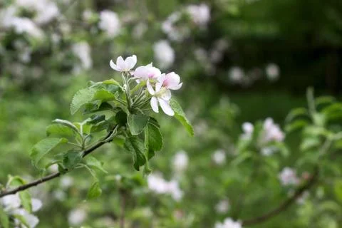 Branches of a blooming apple tree in an apple orchard. Moldova, spring 2019. Stock Photos