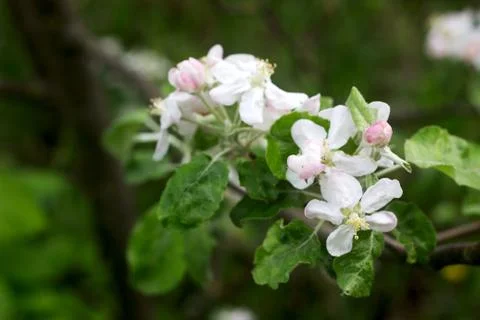 Branches of a blooming apple tree in an apple orchard. Moldova, spring 2019. Foto stock