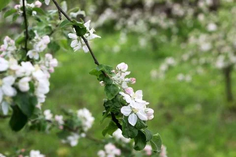 Branches of a blooming apple tree in an apple orchard. Moldova, spring 2019. Stock Photos