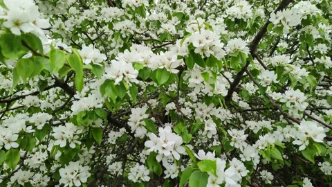 Branches of a blooming apple tree are swaying in the wind 스톡 동영상 193023051