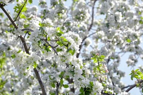Branches of blooming apple tree, flowers with white petals, spring garden Stock Photos