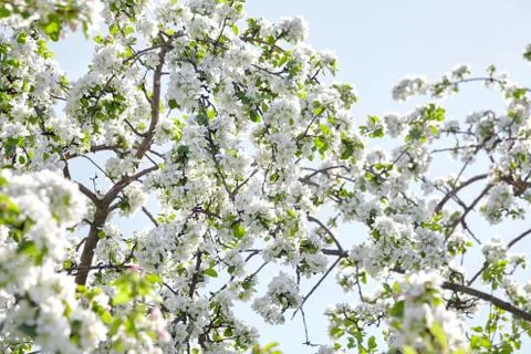 Branches of blooming apple tree, flowers with white petals, spring garden Stock Photos