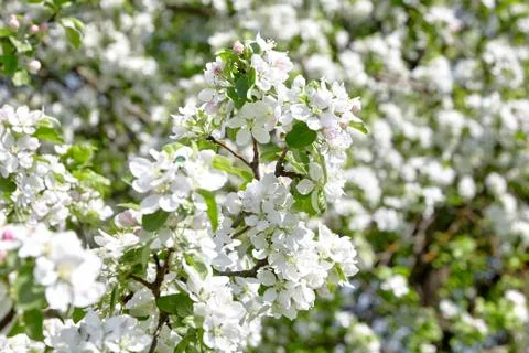 Branches of blooming apple tree, flowers with white petals, spring garden Stock Photos