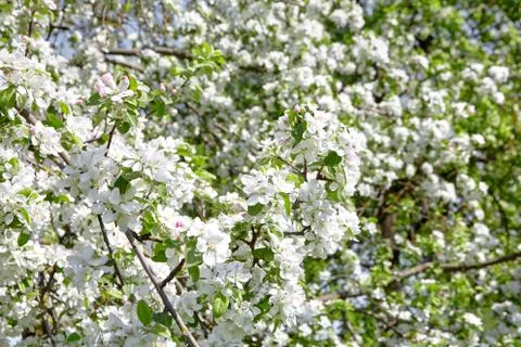 Branches of blooming apple tree, flowers with white petals, spring garden Stock Photos