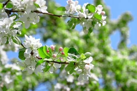 Branches of blooming apple tree, flowers with white petals, spring garden Stock Photos