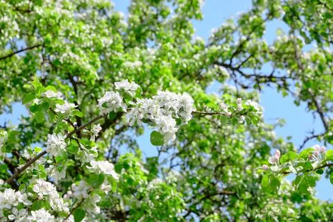 Branches of blooming apple tree, flowers with white petals, spring garden Stock Photos