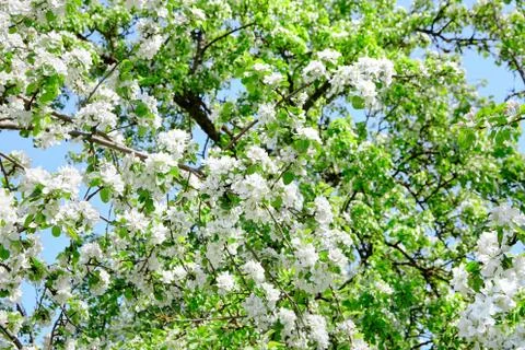 Branches of blooming apple tree, flowers with white petals, spring garden Stock Photos