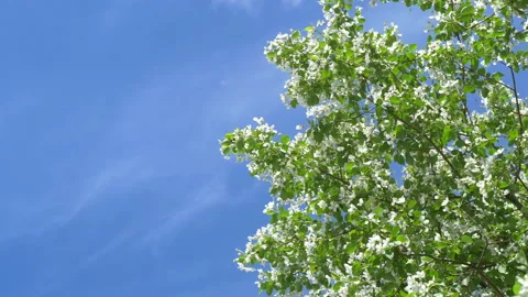 Branches of blooming apple tree in mid-summer on the background of sky. Stock Footage 201079715