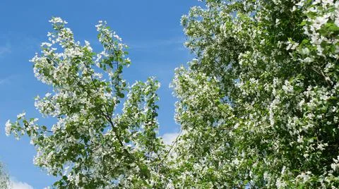 Branches of blooming apple tree in mid-summer on the background of sky. Stock Photos