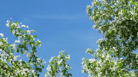Branches of blooming apple tree in mid-summer on the background of sky. Stock Photos