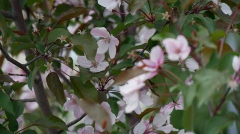 Branches of blooming apple tree in mid-summer. Stock Photos