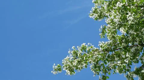 Branches of blooming apple tree in mid-summer on the background of sky. Stock Photos
