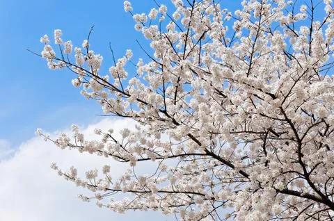Branches of blooming apple tree Stock Photos