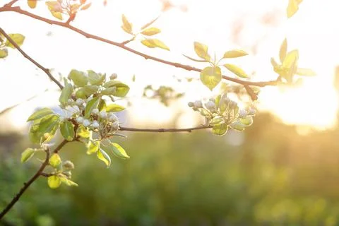 Branches of a blooming apple tree in the rays of the setting sun Stock Photos