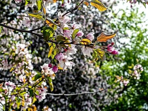 Branches blooming apple tree with red flowers on a spring morning, macro Stock Photos