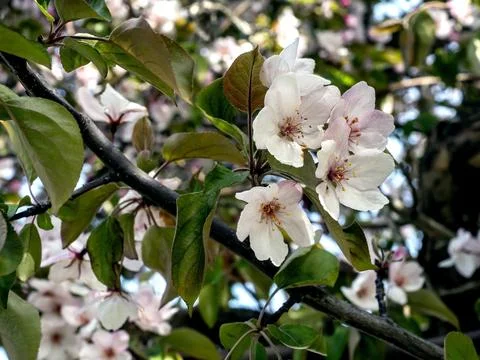 Branches blooming apple tree with red flowers on a spring morning, macro Stock Photos