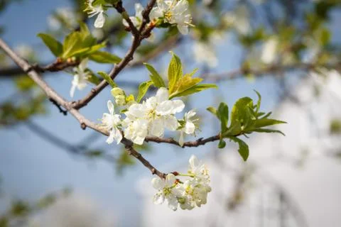 Branches of blooming apple tree in a spring orchard. Stock Photos