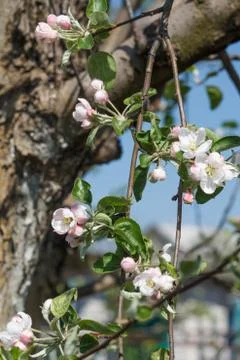 Branches of blooming apple tree in a spring orchard. Stock Photos