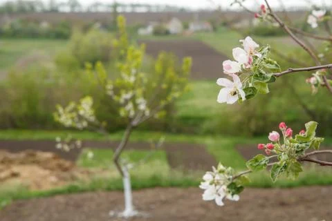 Branches of blooming apple tree in a spring orchard. Stock Photos