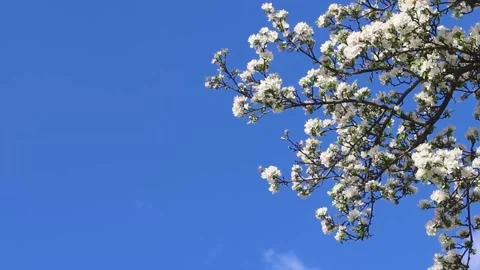 Branches of a blooming apple tree sway in the wind. Full hd video exhibition Stock Footage 190537767
