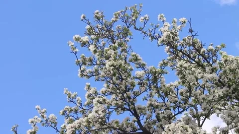 Branches of a blooming apple tree sway in the wind. Full hd video exhibition Stock Footage 190537909