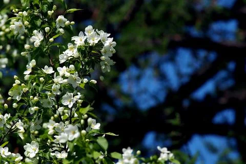 Branches of a blooming apple tree with white beautiful flowers Stock Photos