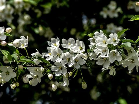 Branches of a blooming apple tree with white beautiful flowers Stock Photos
