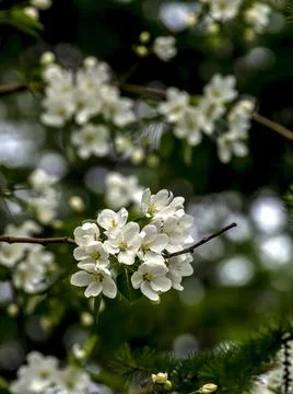 Branches of a blooming apple tree with white beautiful flowers Stock Photos