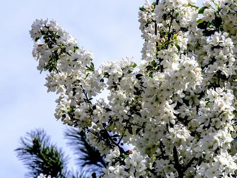 Branches of a blooming apple tree with white beautiful flowers Stock Photos