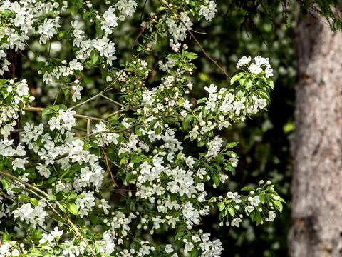 Branches of a blooming apple tree with white beautiful flowers Stock Photos